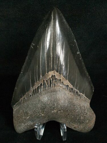 Inch Glossy Megalodon Tooth - Sharp #4972